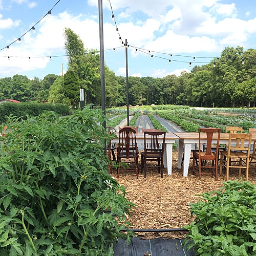 Paisley & Jade loves participating at Dinner In The Field and the Farm Tables are perfect for this outdoor event!